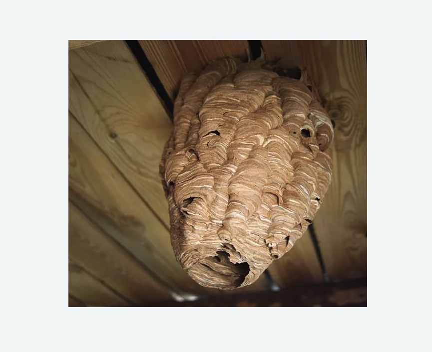 обработка от шершней в Губкине