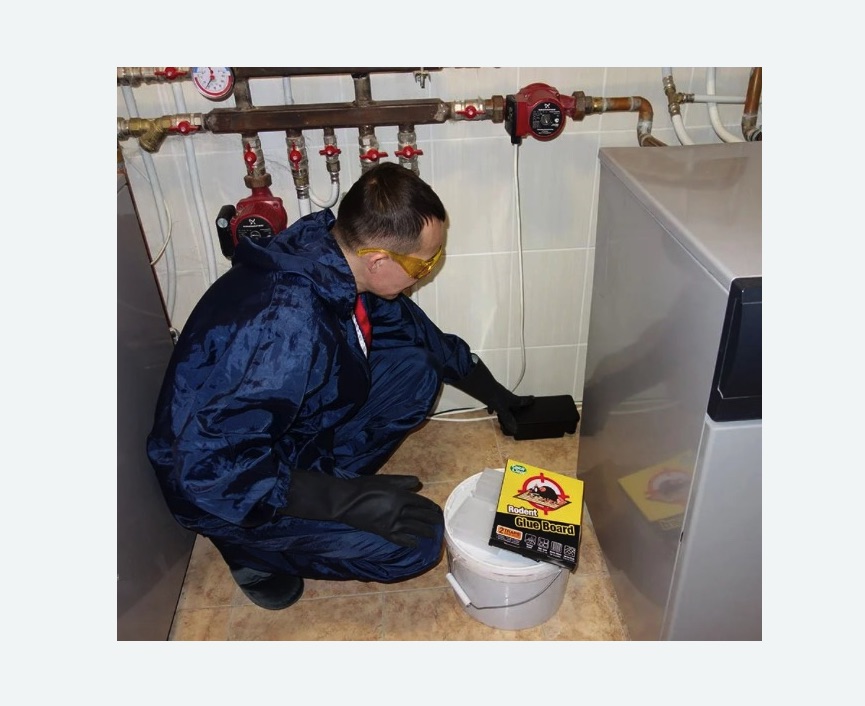 Уничтожение крыс в Губкине